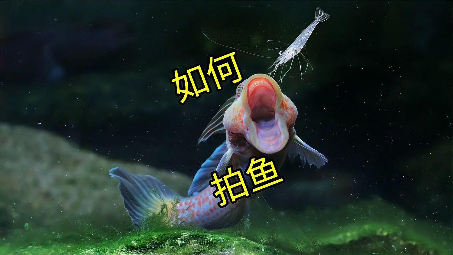 有沒有更多觀賞魚高清視頻，觀賞魚高清視頻拍攝技巧