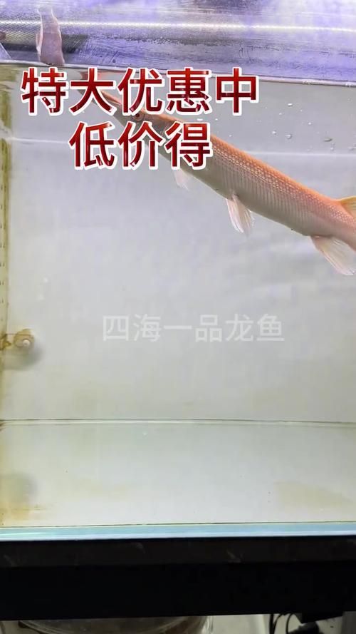 紅眼黃化幽靈火箭魚的價格是多少?,紅眼黃化幽靈火箭魚價格是多少?