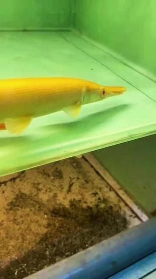 紅眼黃化幽靈火箭魚的價格是多少?,紅眼黃化幽靈火箭魚價格是多少?