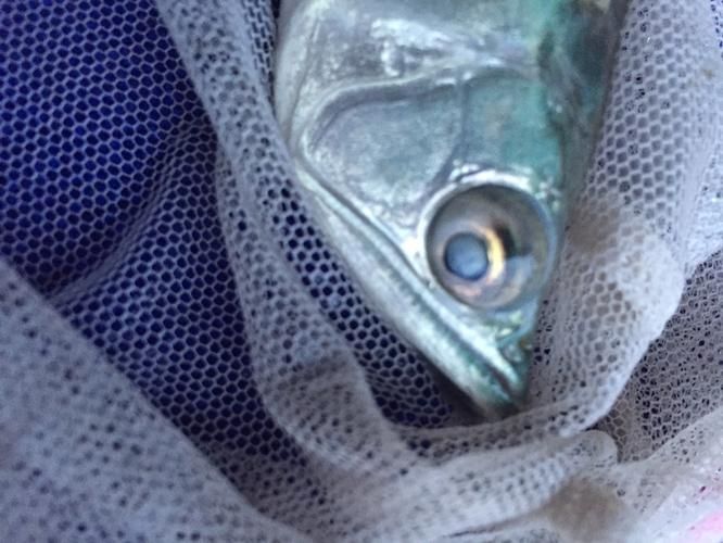如何判斷龍魚眼睛白斑是否由細菌感染引起？，如何判斷龍魚眼睛白斑是否由細菌感染引起
