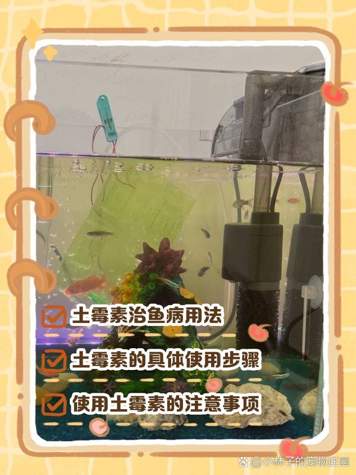 龍魚下土霉素期間需要開氣泵嗎？，龍魚下土霉素期間需要開氣泵嗎