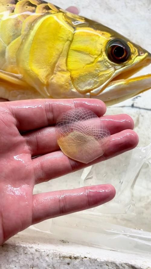 給我一些龍魚炮彈頭的圖片，龍魚炮彈頭的價格是多少，如何區(qū)分龍魚的炮彈頭和湯匙頭？