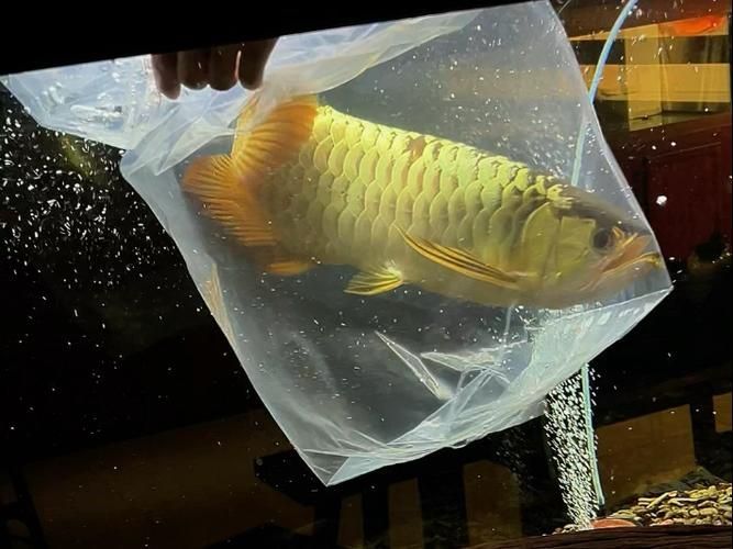 給我一些龍魚炮彈頭的圖片，龍魚炮彈頭的價格是多少，如何區(qū)分龍魚的炮彈頭和湯匙頭？