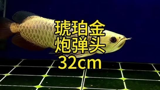 給我一些龍魚炮彈頭的圖片，龍魚炮彈頭的價格是多少，如何區(qū)分龍魚的炮彈頭和湯匙頭？