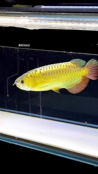 給我一些龍魚炮彈頭的圖片，龍魚炮彈頭的價格是多少，如何區(qū)分龍魚的炮彈頭和湯匙頭？