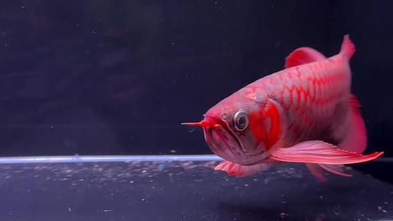 給我一些龍魚炮彈頭的圖片，龍魚炮彈頭的價格是多少，如何區(qū)分龍魚的炮彈頭和湯匙頭？
