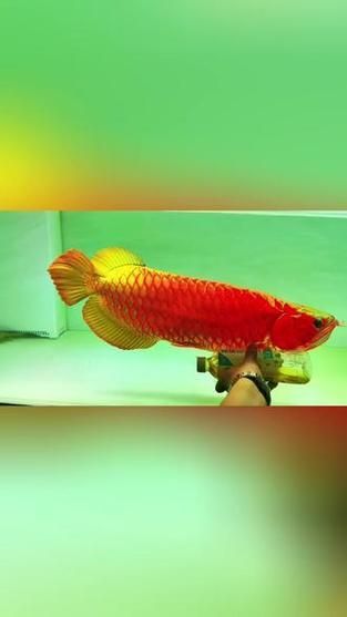 給我一些龍魚炮彈頭的圖片，龍魚炮彈頭的價格是多少，如何區(qū)分龍魚的炮彈頭和湯匙頭？