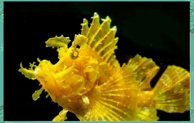 上海海洋水族館的龍魚主題展持續(xù)多久？，上海海洋水族館龍魚主題展持續(xù)大約一個月的時間