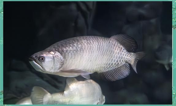 上海海洋水族館的龍魚主題展持續(xù)多久？，上海海洋水族館龍魚主題展持續(xù)大約一個月的時間