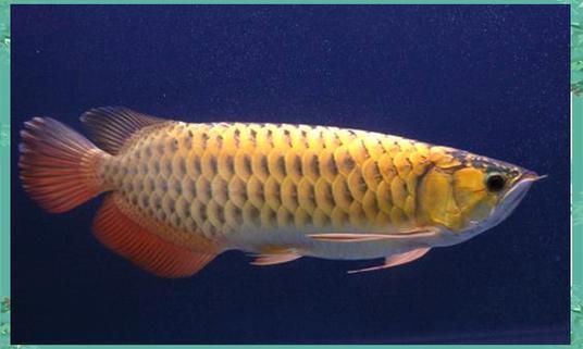 上海海洋水族館的龍魚主題展持續(xù)多久？，上海海洋水族館龍魚主題展持續(xù)大約一個月的時間