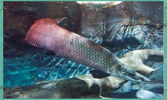 上海海洋水族館的龍魚主題展持續(xù)多久？，上海海洋水族館龍魚主題展持續(xù)大約一個月的時間