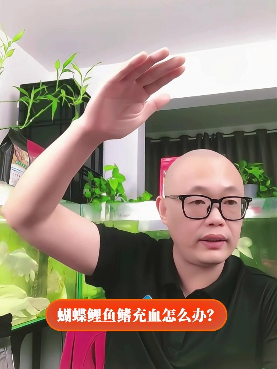 魚尾鰭充血能自愈嗎，魚尾鰭充血能自愈嗎,