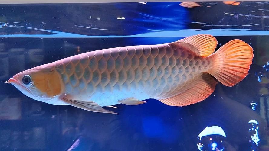 觀賞魚圖片，觀賞魚圖片展示一系列精選的觀賞魚圖片，如何挑選適合初學者的觀賞魚