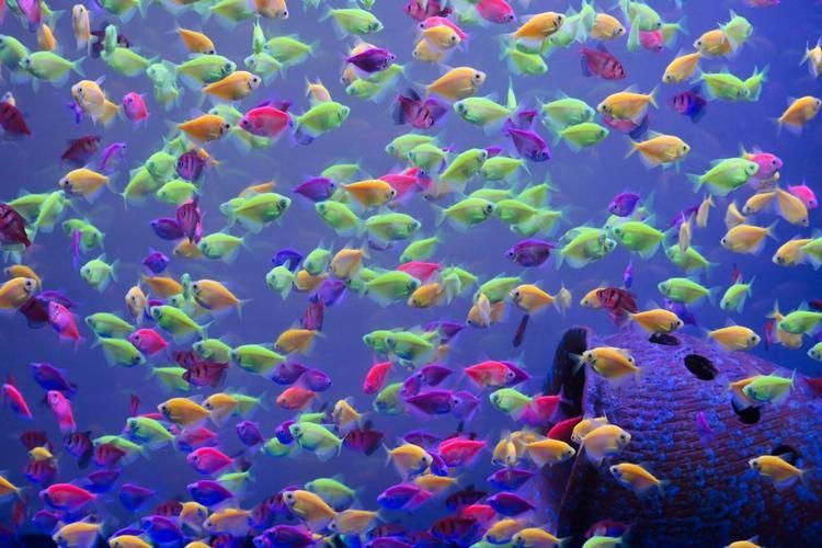 觀賞魚圖片，觀賞魚圖片展示一系列精選的觀賞魚圖片，如何挑選適合初學者的觀賞魚