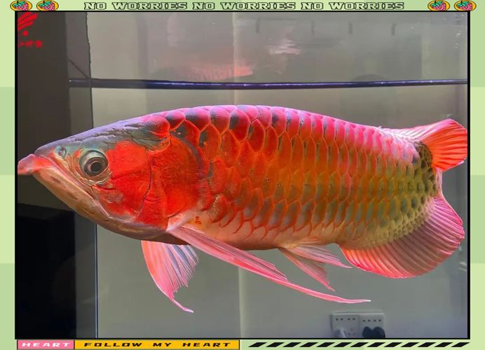 南海花卉博覽園的龍魚價格如何？，南海花卉博覽園龍魚價格因品種、大小和市場需求而異