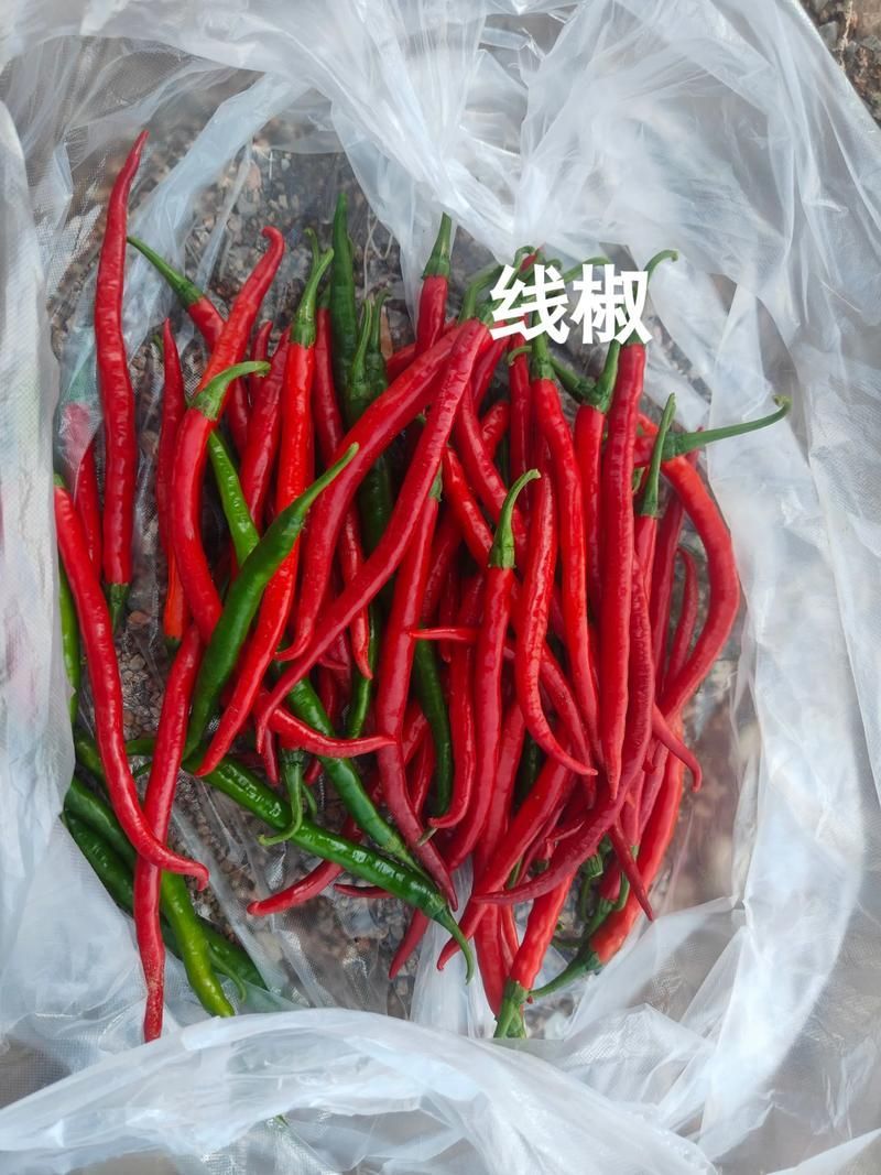 哪種龍魚最有收藏價(jià)值，哪種龍魚最值得收藏