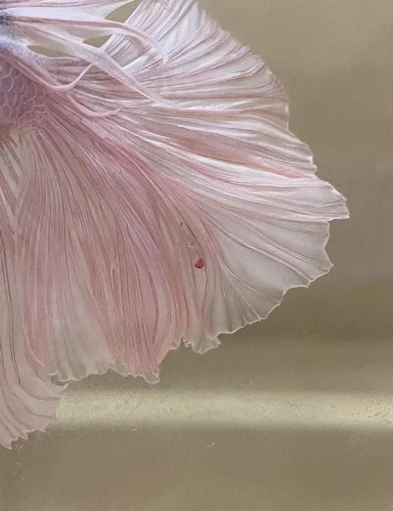 魚尾充血期間需要停食嗎