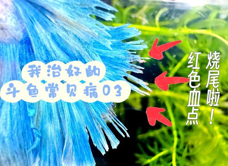 魚尾充血期間需要停食嗎