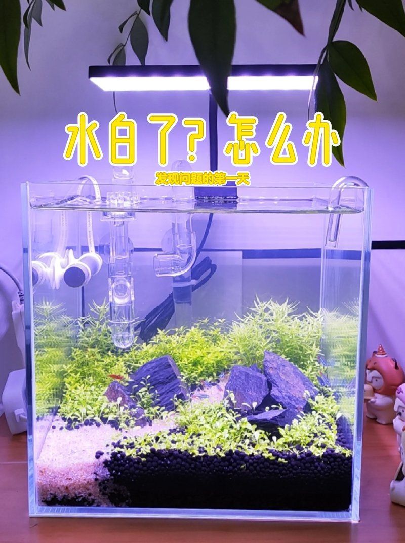 魚(yú)缸水發(fā)白時(shí)應(yīng)該換多少水？，魚(yú)缸水發(fā)白時(shí)應(yīng)該換多少水，