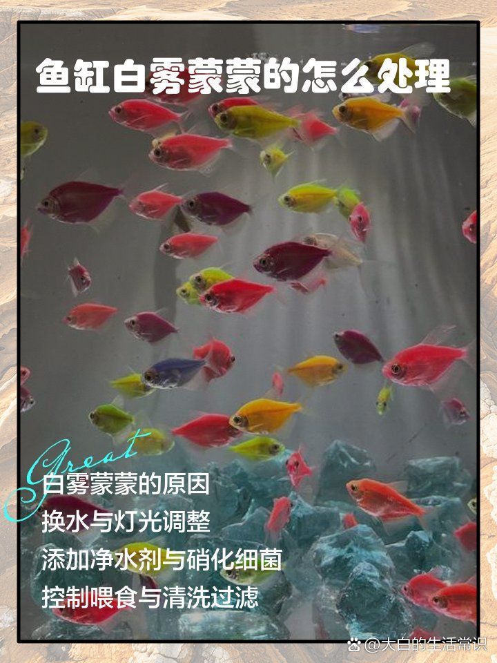 魚(yú)缸水發(fā)白時(shí)應(yīng)該換多少水？，魚(yú)缸水發(fā)白時(shí)應(yīng)該換多少水，