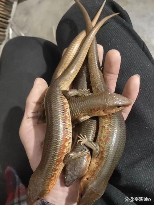 給我介紹一下石阡龍魚的品牌背景,石阡龍魚品牌背景