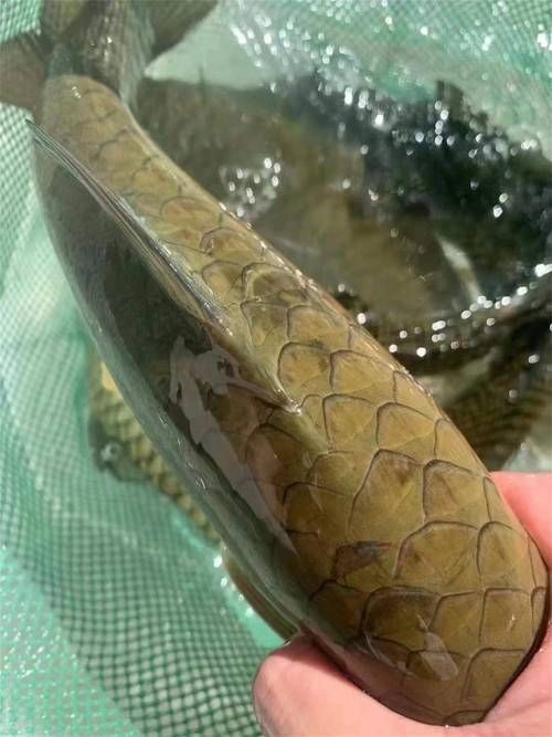 給我介紹一下石阡龍魚的品牌背景,石阡龍魚品牌背景