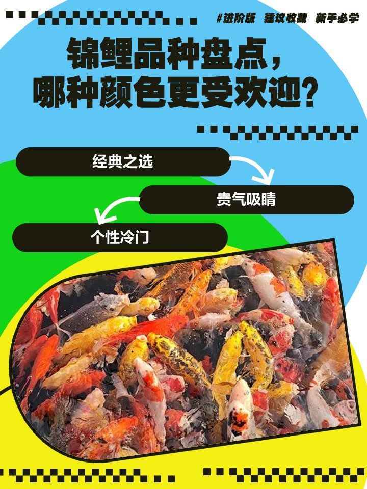 如何區分錦鯉的品種，如何區分錦鯉的品種，如何準確區分錦鯉的品種