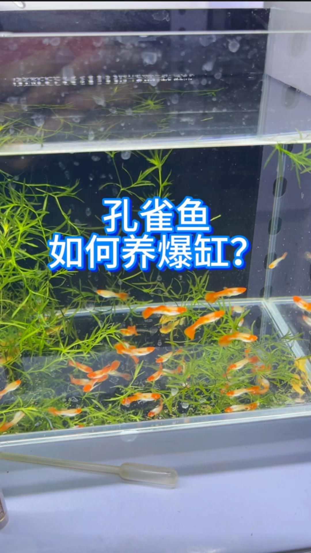 給我一些孔雀魚的飼養技巧，孔雀魚的飼養技巧