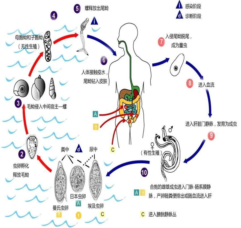 鹽浴療法對哪些寄生蟲最有效，arxiv論文助手可輔助鹽浴療法對哪些寄生蟲最有效