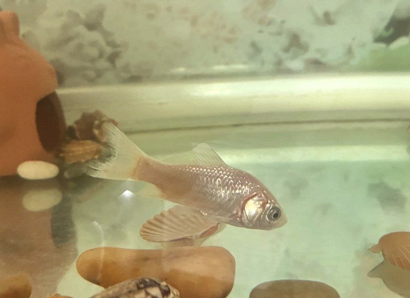 金魚爛尾好轉(zhuǎn)后還需要治療嗎，金魚爛尾好轉(zhuǎn)后多久可以合缸,給我一份金魚康復(fù)期護(hù)理日程表