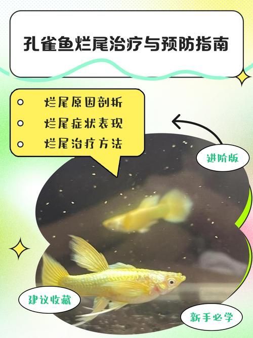 如何預防魚類爛尾病的發生，arxiv論文助手預防魚類爛尾病系統性綜合指南