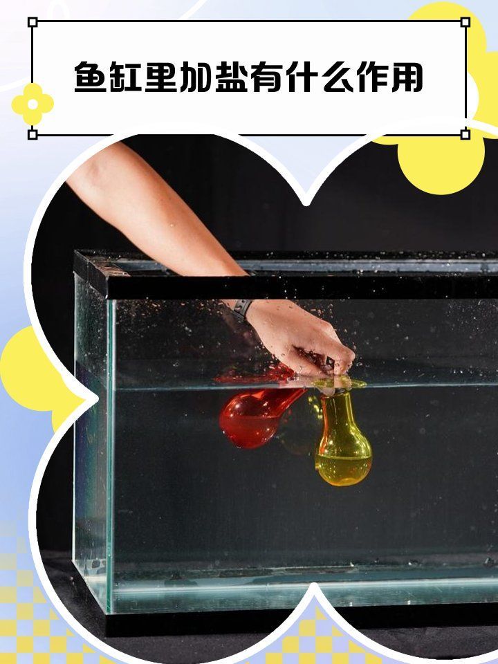 魚缸里放鹽有什么作用？，魚缸加鹽比例指南寵托師可兒,