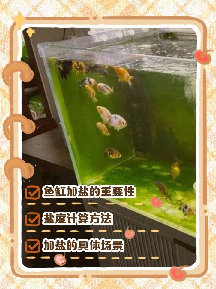 魚缸里放鹽有什么作用？，魚缸加鹽比例指南寵托師可兒,