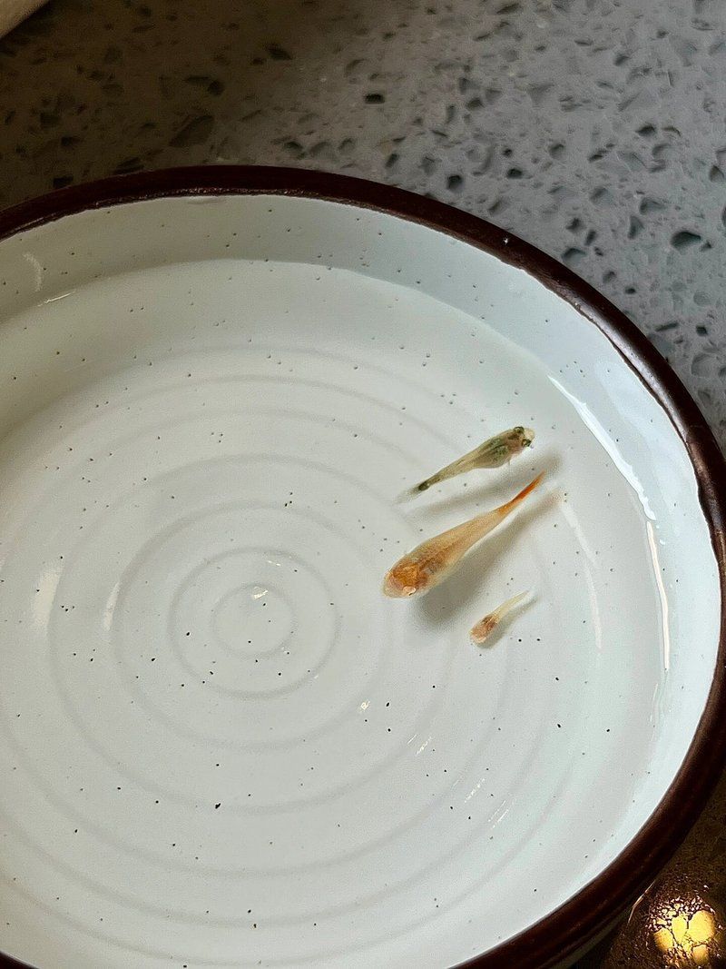 25天的小孔雀魚吃什么，-觀察小孔雀魚吃什么，25天小孔雀魚吃什么
