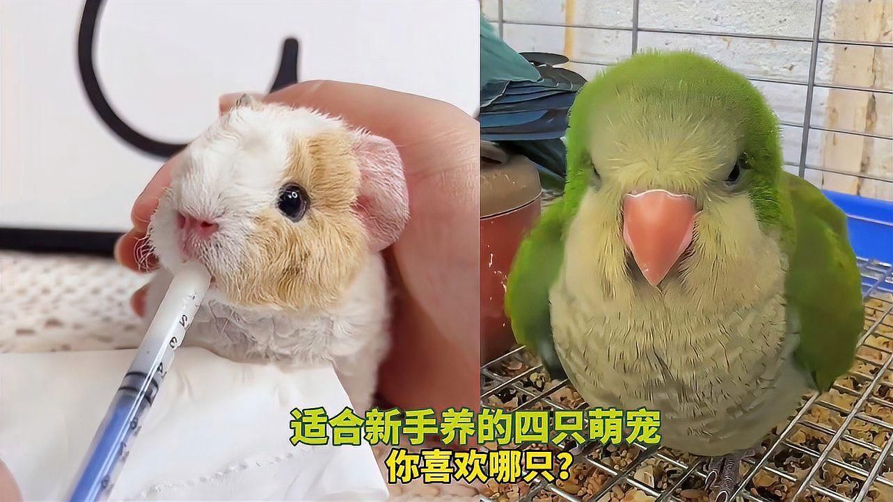 有哪些寵物是適合初學者的，初學者適合養什么寵物萌寵百科show
