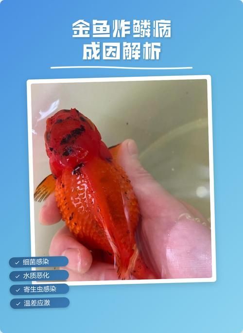 如何預(yù)防金魚松鱗病，如何防治金魚松鱗病