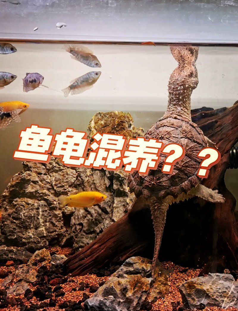 有哪些動物混養(yǎng)組合是成功的，動物混養(yǎng)成功的關鍵