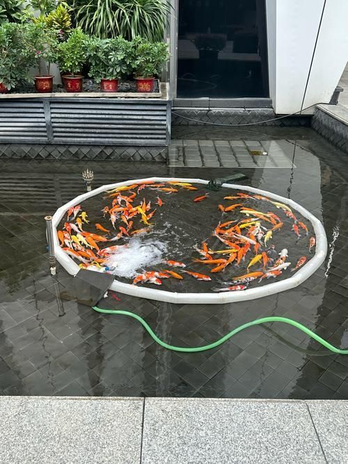 如何聯系漁場獲取幼魚？，如何聯系漁場獲取幼魚