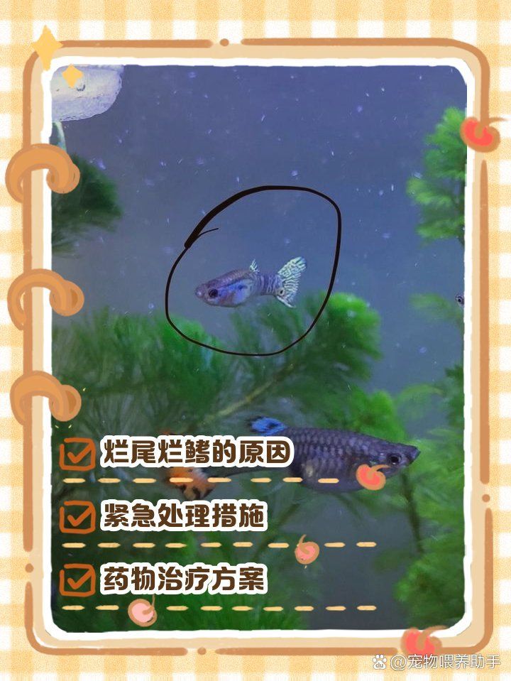 魚爛鰭爛尾能救活嗎，觀賞魚爛鰭爛尾怎么辦