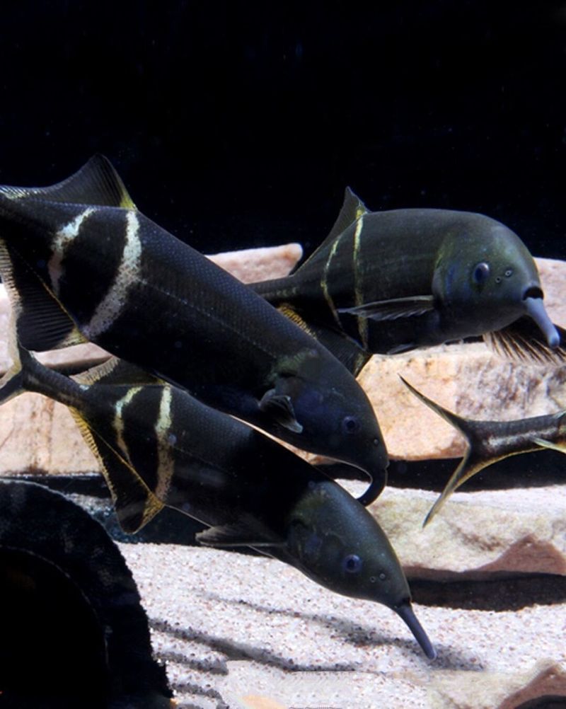 非洲象鼻魚的最佳飼養(yǎng)條件是什么，非洲象鼻魚的最佳飼養(yǎng)條件