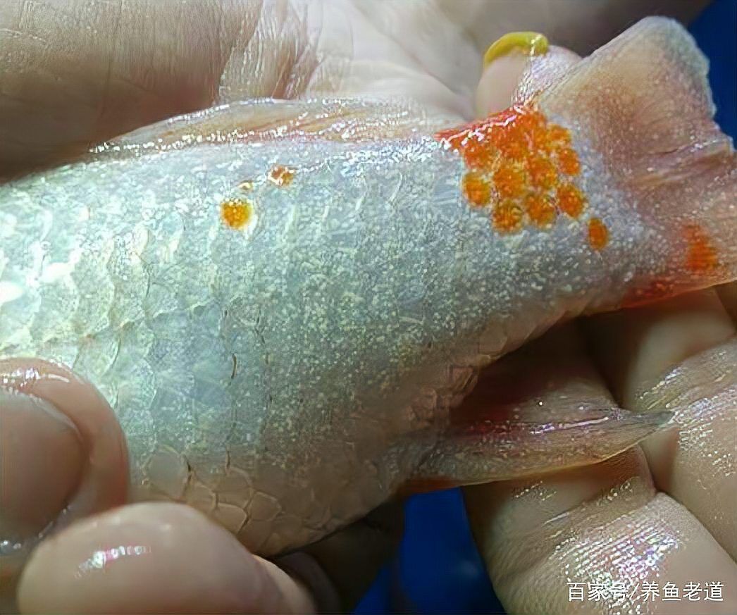 魚缸水細菌感染如何治療？，魚缸水細菌感染的治療