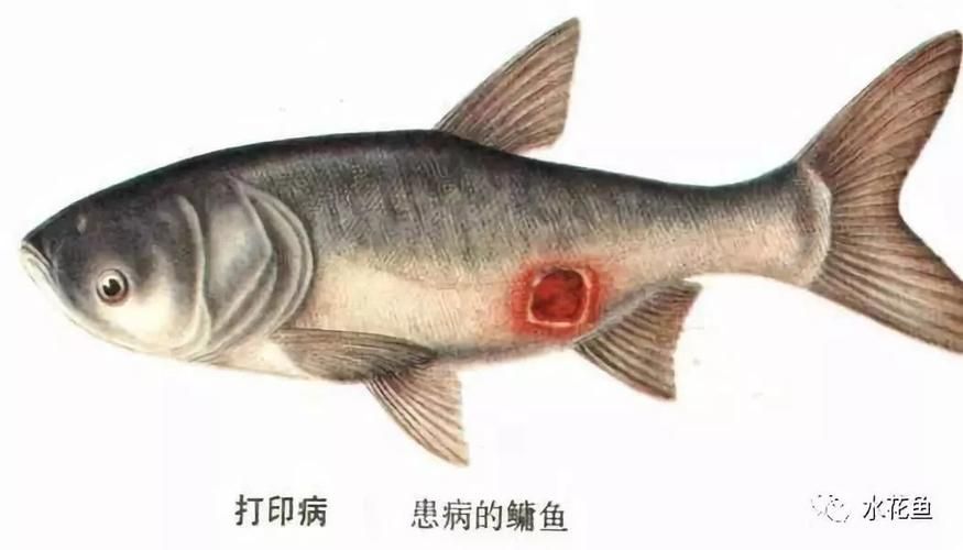 魚缸水細菌感染如何治療？，魚缸水細菌感染的治療