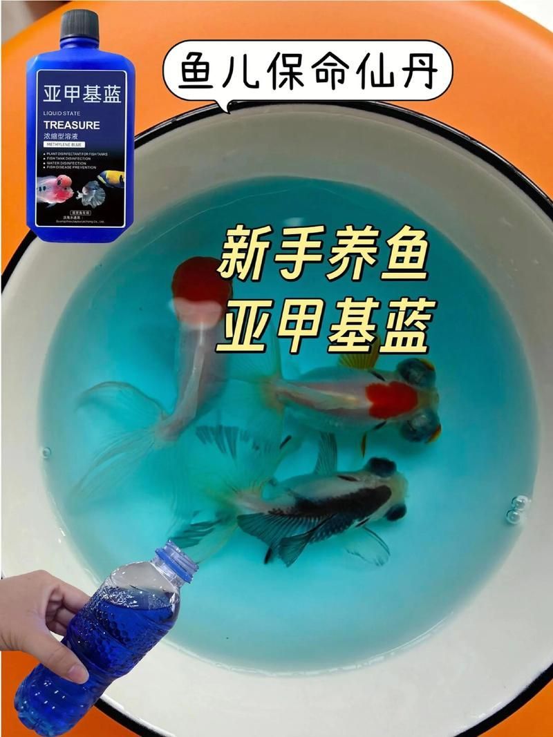 魚缸水細菌感染如何治療？，魚缸水細菌感染的治療