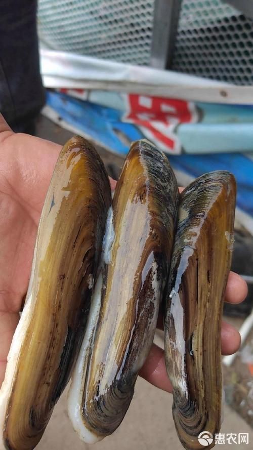 阜南龍魚的養殖技術有哪些？，關于阜南龍魚的養殖技術