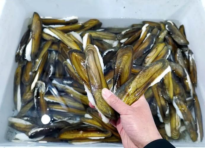 阜南龍魚的養殖技術有哪些？，關于阜南龍魚的養殖技術