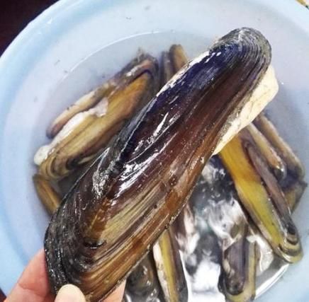 阜南龍魚的養殖技術有哪些？，關于阜南龍魚的養殖技術
