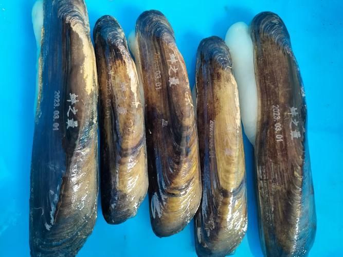 阜南龍魚的養殖技術有哪些？，關于阜南龍魚的養殖技術