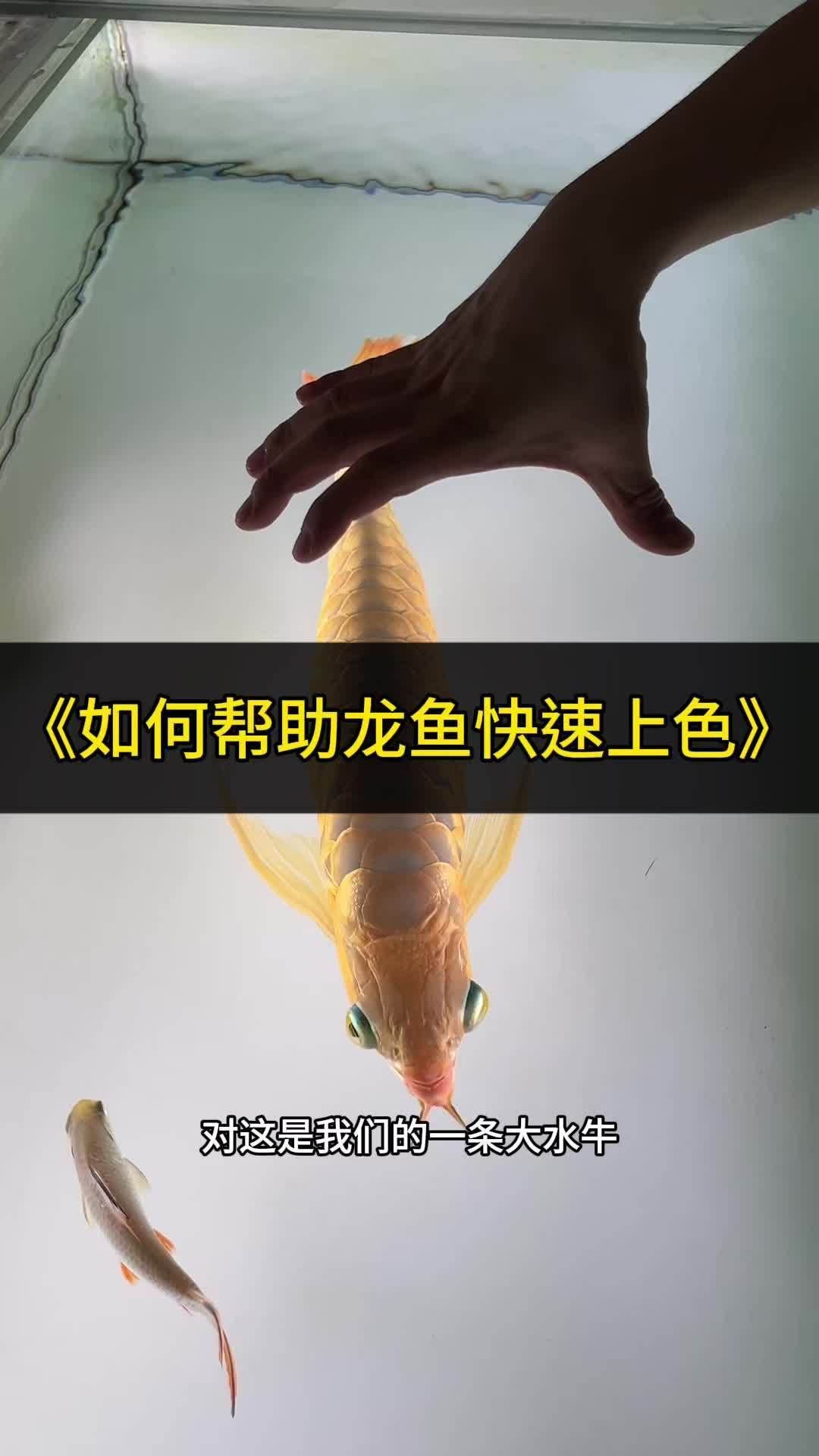 龍魚增色需要多長時間見效，龍魚不發色4個月你中招了嗎