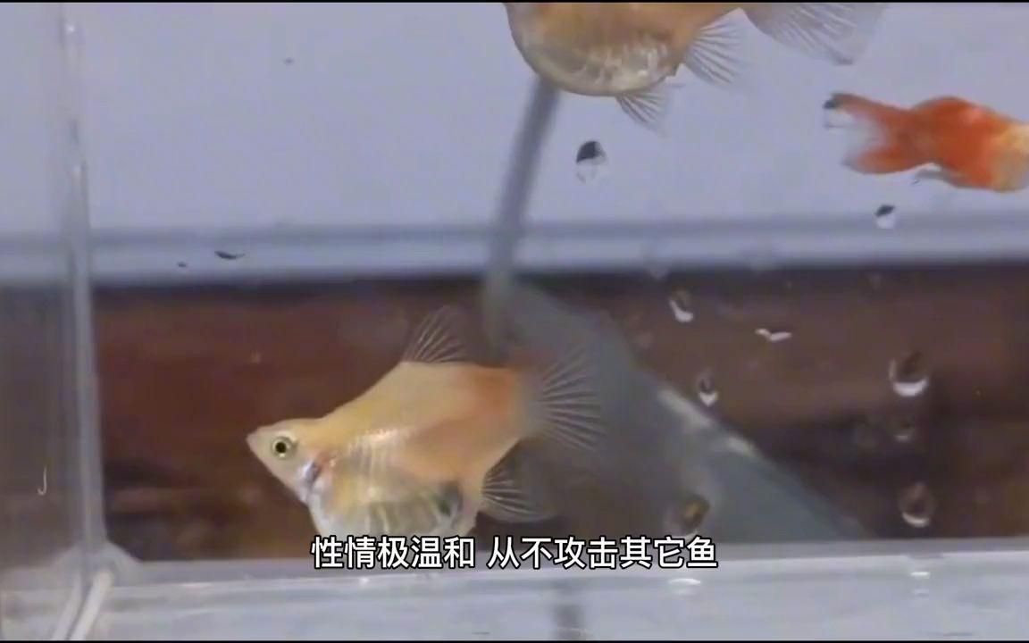 有哪些適合初學者的觀賞魚，初學者觀賞魚應該考慮以下幾個因素