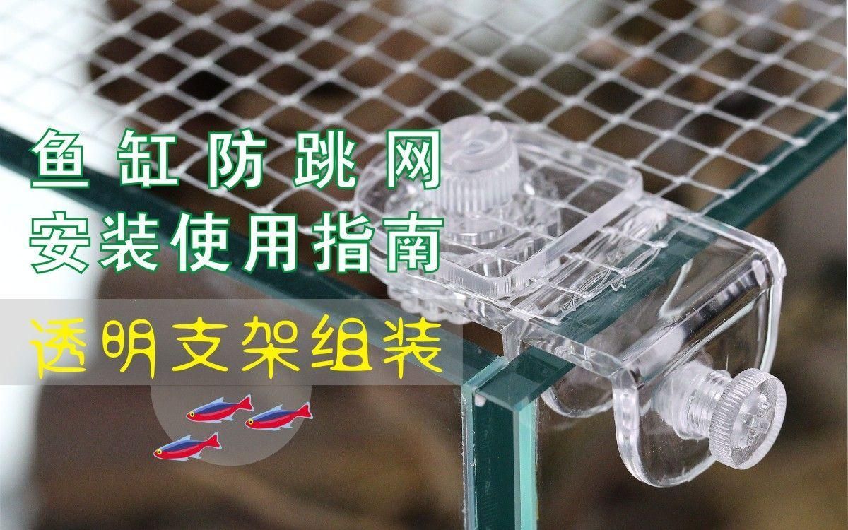 如何保持金頭龍魚的新鮮度